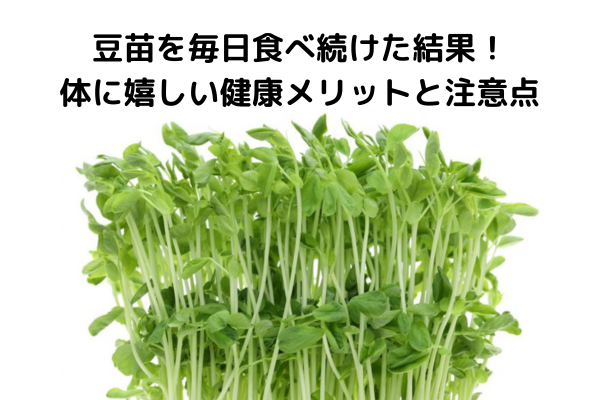 豆苗を毎日食べ続けた結果！体に嬉しい健康メリットと注意点