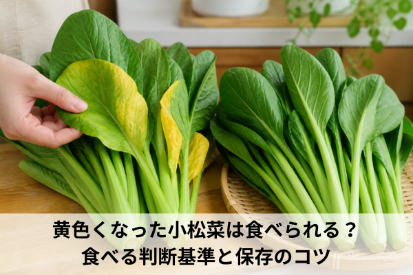 黄色くなった小松菜は食べられる？食べる判断基準と保存のコツ