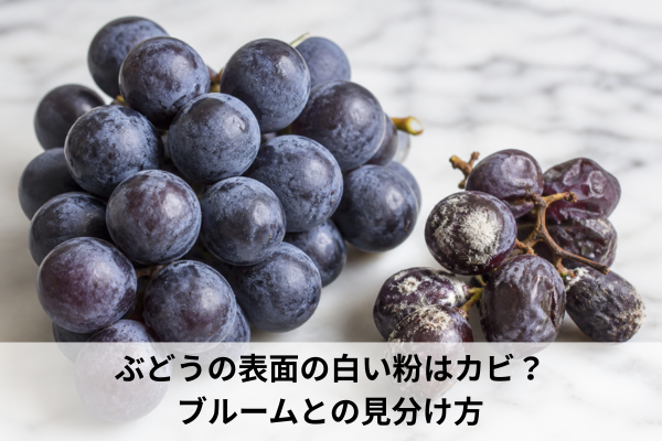ぶどうの表面の白い粉はカビ？ブルームとの見分け方