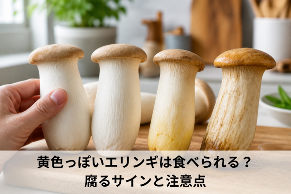 黄色っぽいエリンギは食べられる？腐るサインと注意点